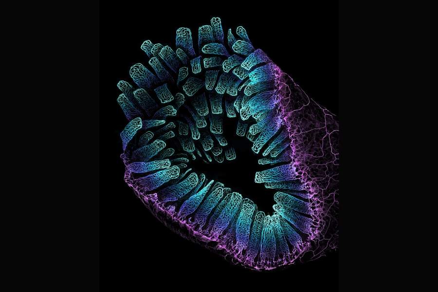 Nikon Small World 2022