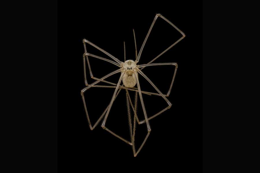 Nikon Small World 2022