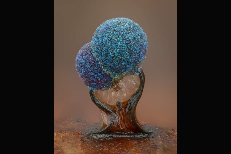 Nikon Small World 2022