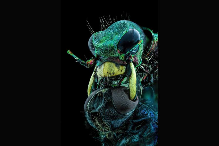 Nikon Small World 2022