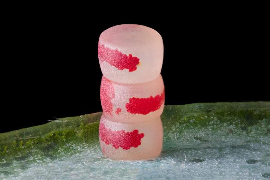 Nikon Small World 2022