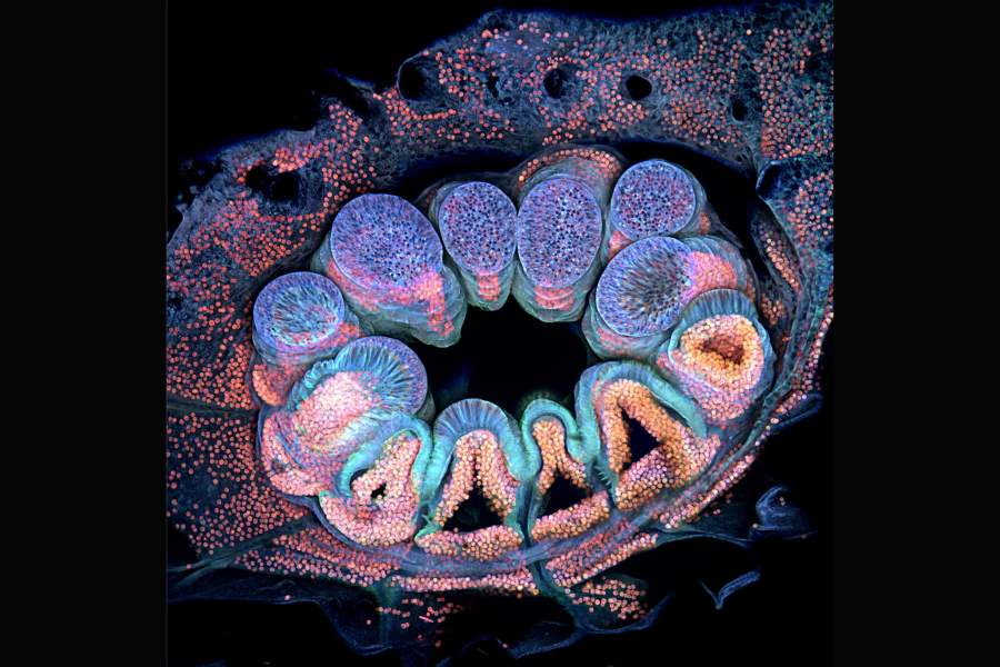 Nikon Small World 2022