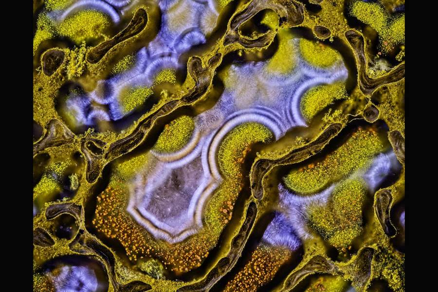 Nikon Small World 2022