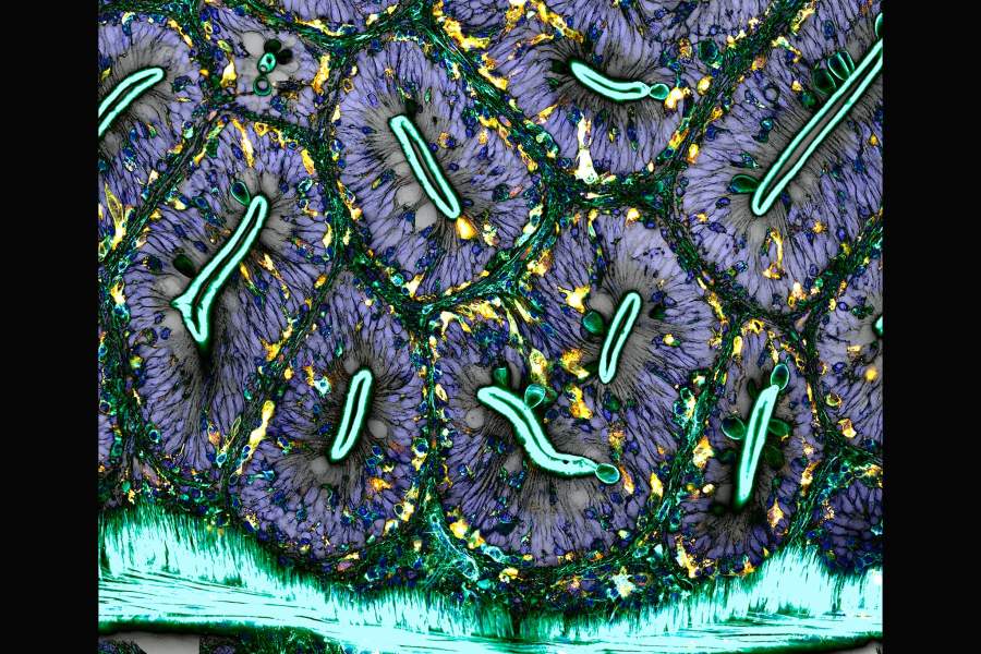 Nikon Small World 2022