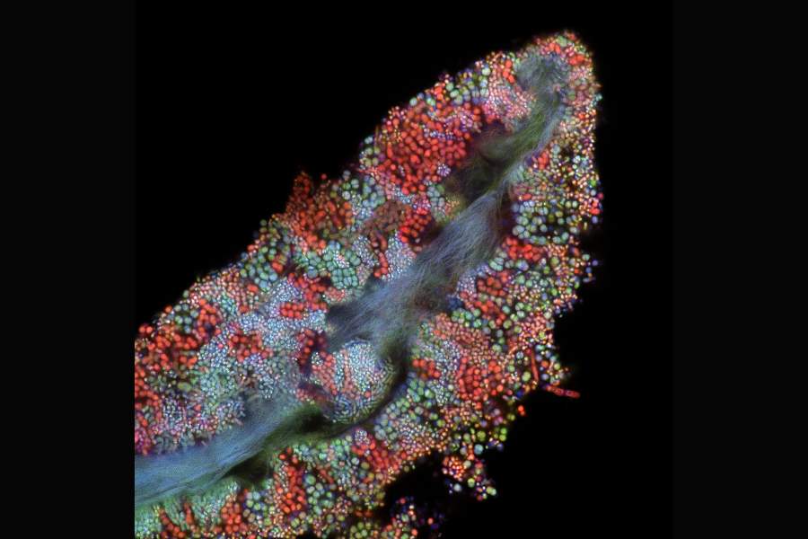 Nikon Small World 2022