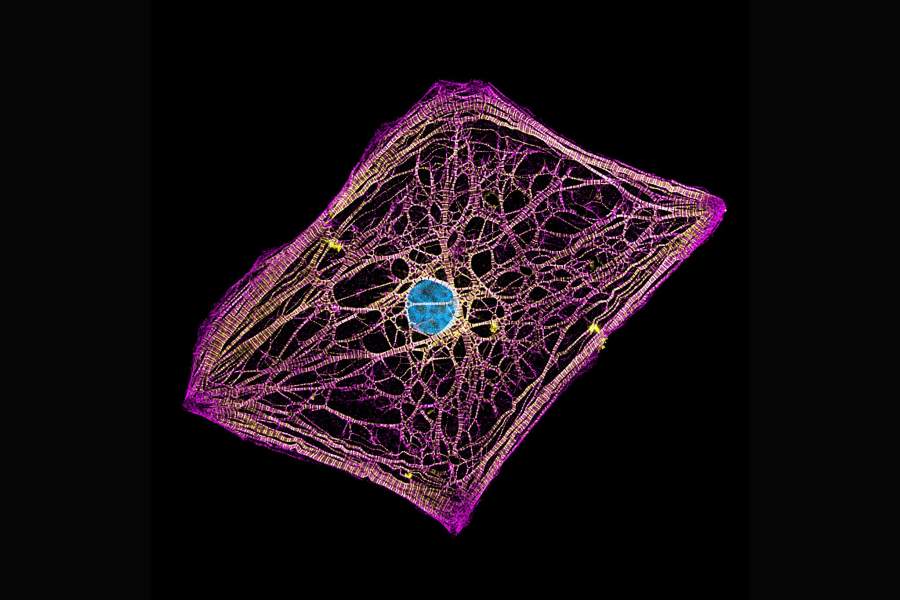 Nikon Small World 2022