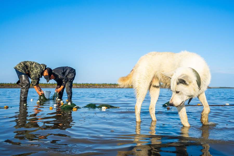 Как ищут бивни мамонтов в вечной мерзлоте
