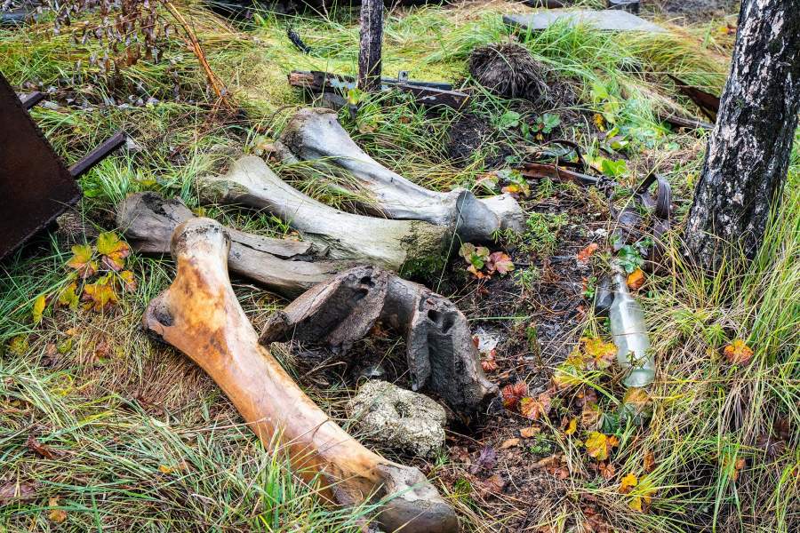 Как ищут бивни мамонтов в вечной мерзлоте