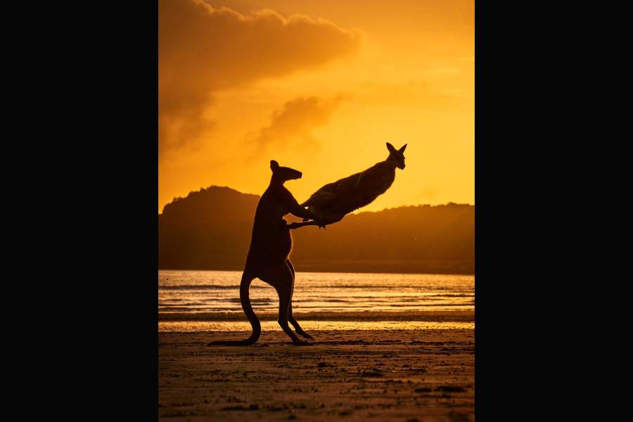 Comedy Wildlife Photo Awards 2022 (шорт-лист с финалистами)