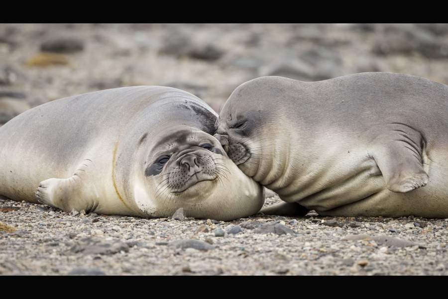 Comedy Wildlife Photo Awards 2022 (шорт-лист с финалистами)
