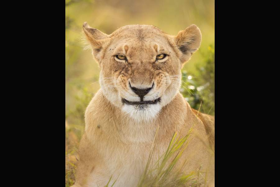 Comedy Wildlife Photo Awards 2022 (шорт-лист с финалистами)