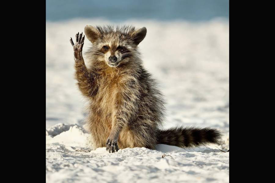 Comedy Wildlife Photo Awards 2022 (шорт-лист с финалистами)