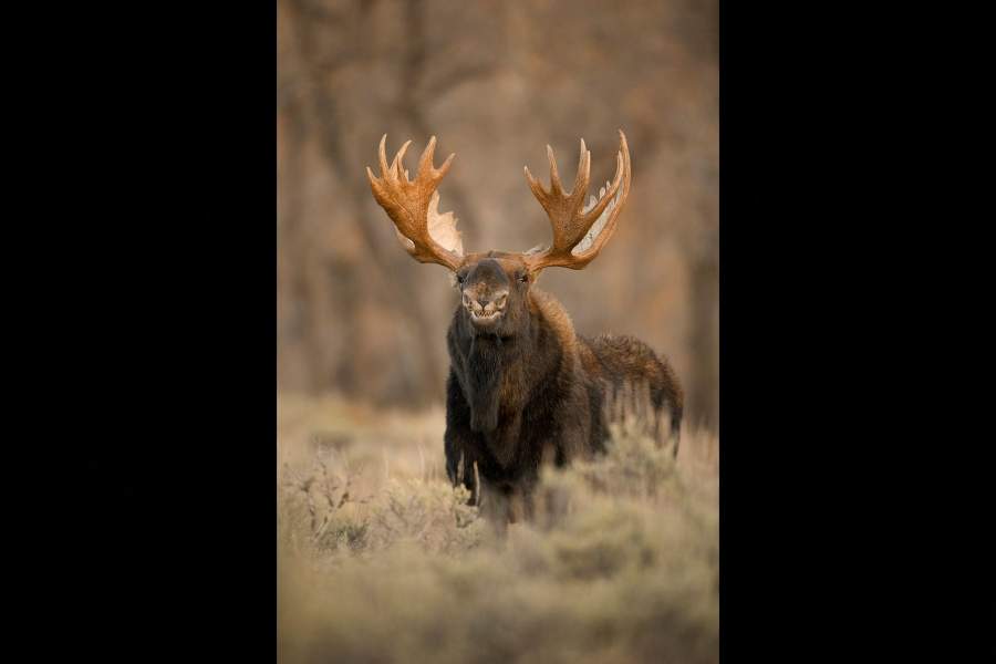 Comedy Wildlife Photo Awards 2022 (шорт-лист с финалистами)