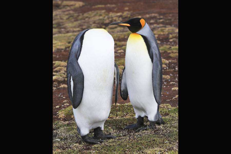 Comedy Wildlife Photo Awards 2022 (шорт-лист с финалистами)