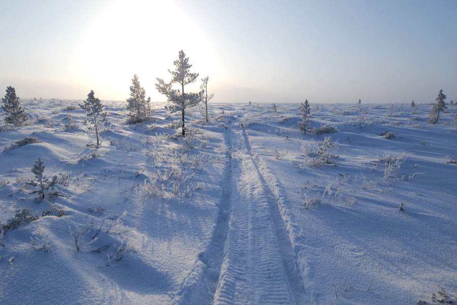 Как живут лесные ненцы