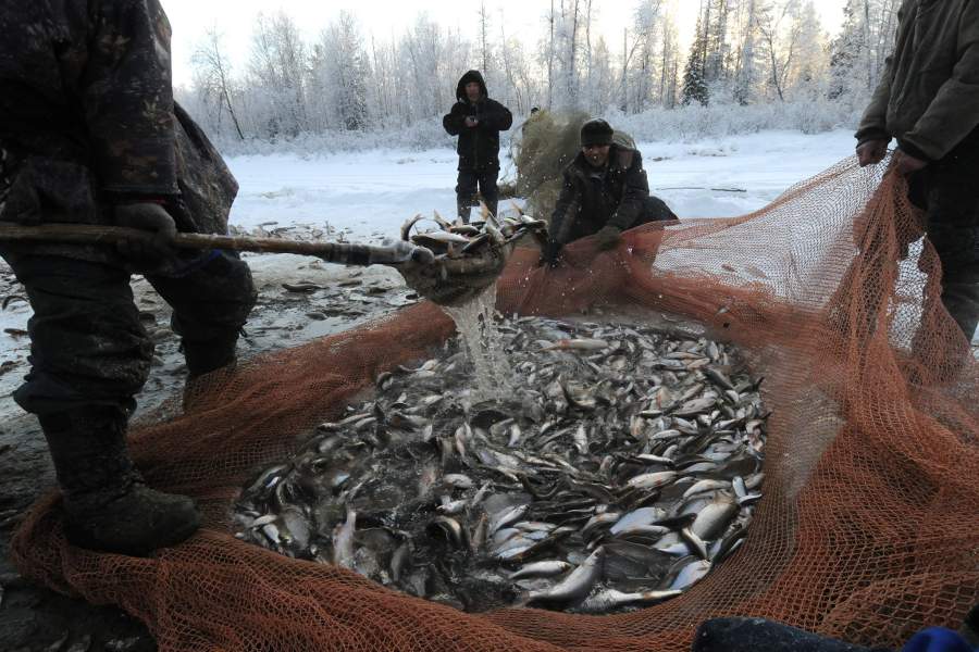 Как живут лесные ненцы
