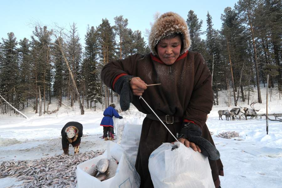 Как живут лесные ненцы