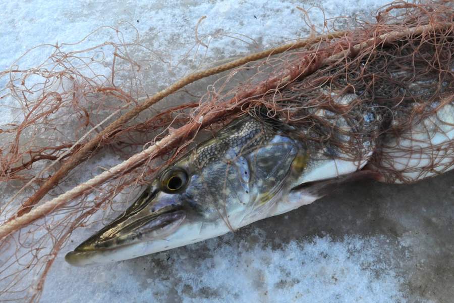 Как живут лесные ненцы