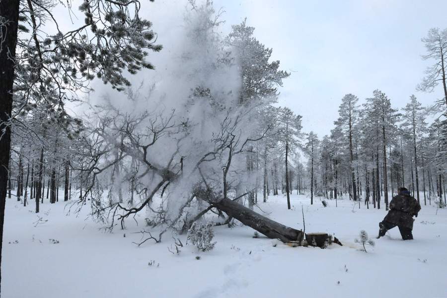 Как живут лесные ненцы