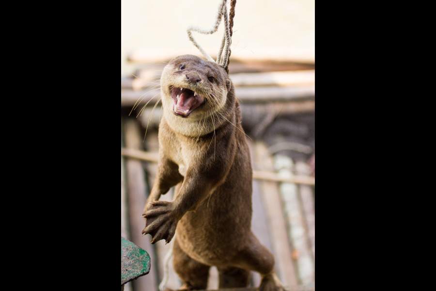 Необычная рыбалка в Бангладеш
