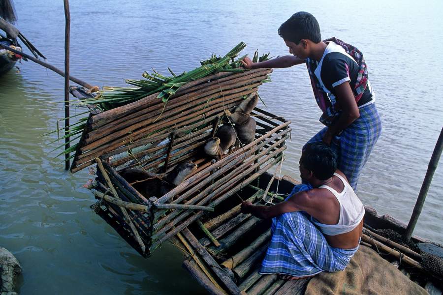 Необычная рыбалка в Бангладеш