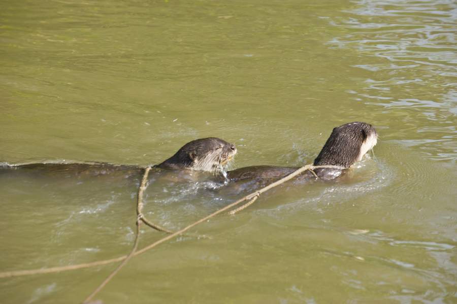 Необычная рыбалка в Бангладеш