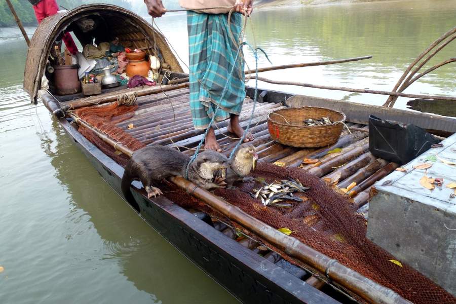 Необычная рыбалка в Бангладеш