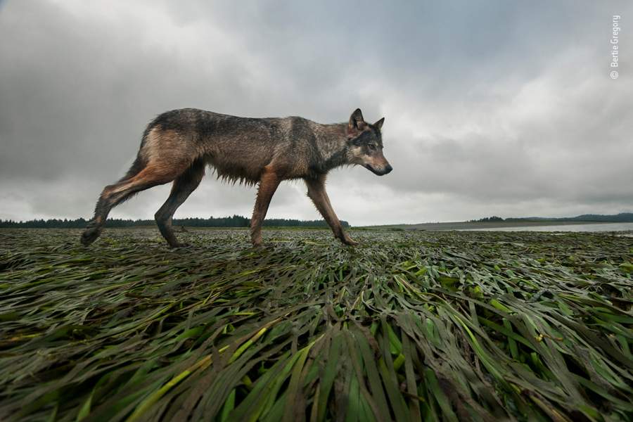 Wildlife Photographer of the Year People's Choice Award