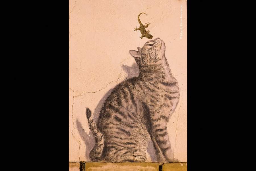 Wildlife Photographer of the Year People's Choice Award