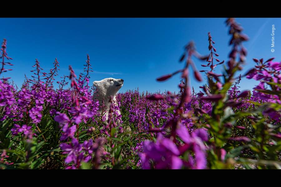 Wildlife Photographer of the Year People's Choice Award