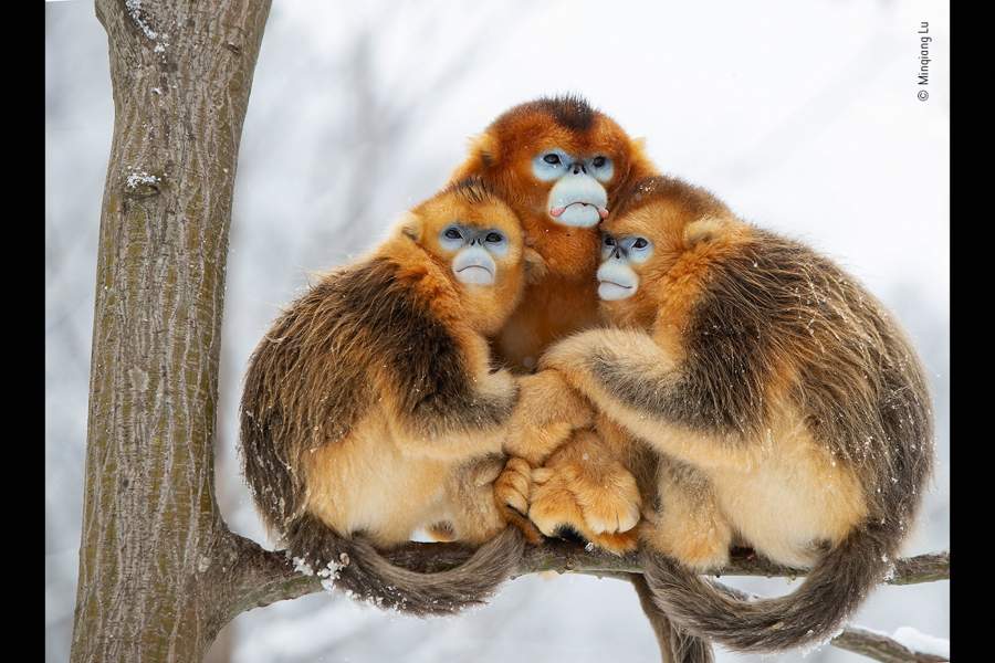 Wildlife Photographer of the Year People's Choice Award