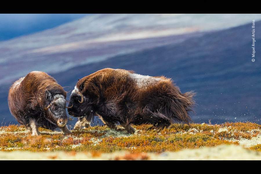 Wildlife Photographer of the Year People's Choice Award