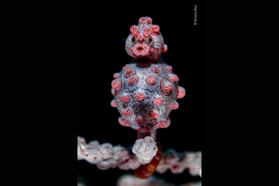 Wildlife Photographer of the Year People's Choice Award