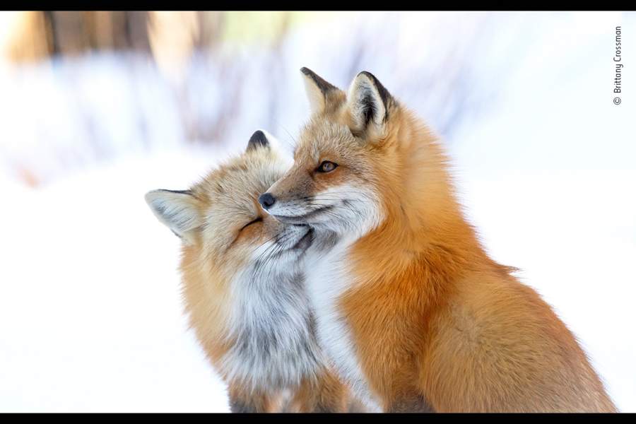 Wildlife Photographer of the Year People's Choice Award