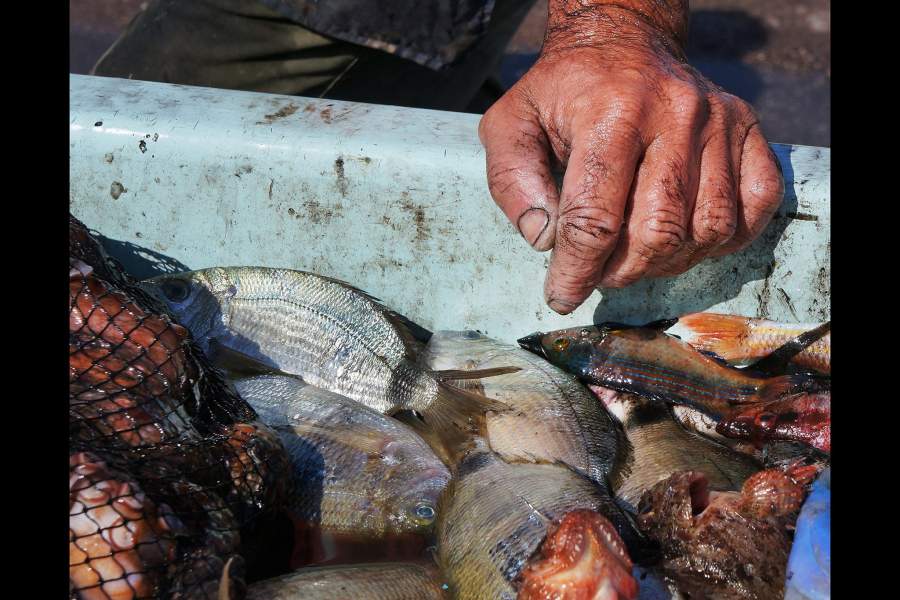 Откуда берется рыба в прибрежных ресторанах