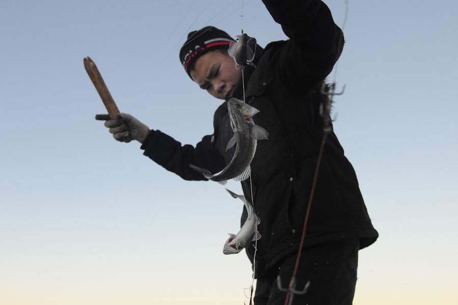 Как ловят арктическую сайку на берегу Чукотского моря