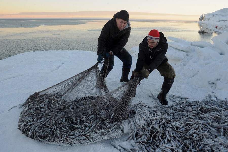 Как ловят арктическую сайку на берегу Чукотского моря