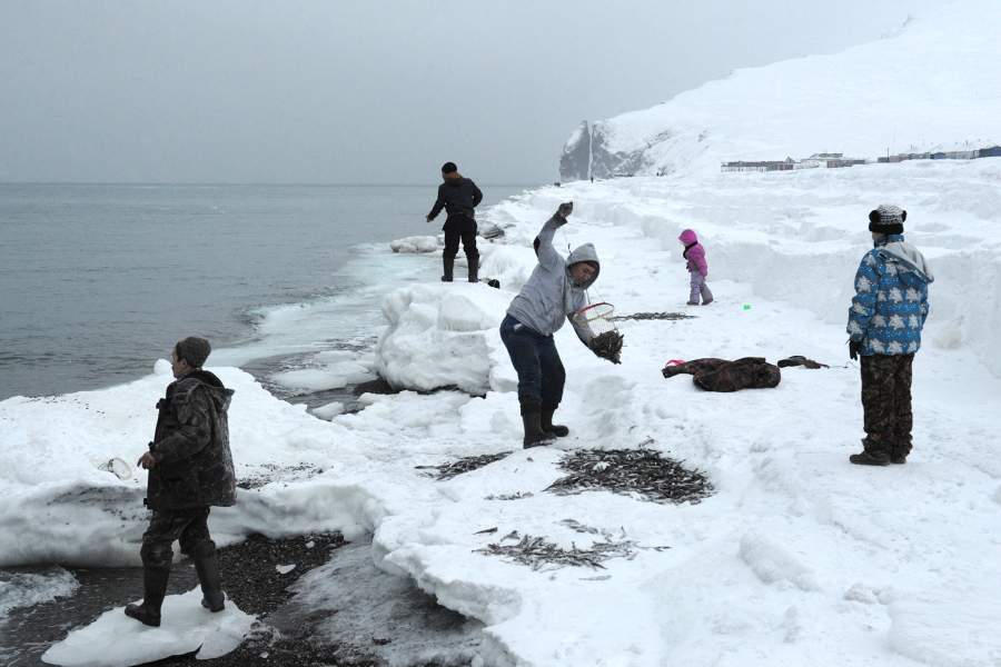 Как ловят арктическую сайку на берегу Чукотского моря