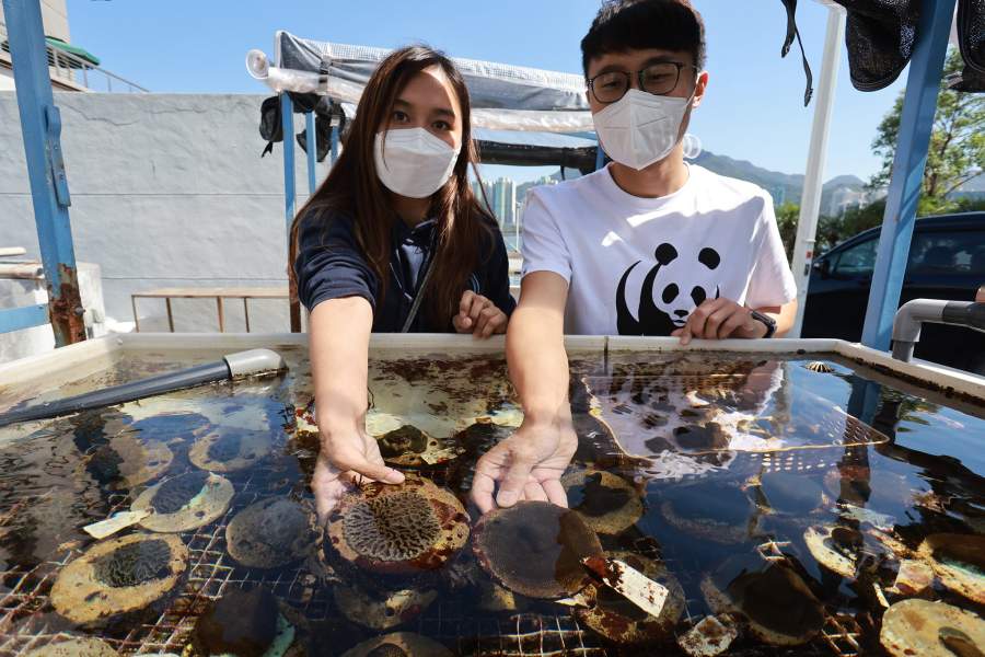 Как сохраняют и восстанавливают коралловые рифы