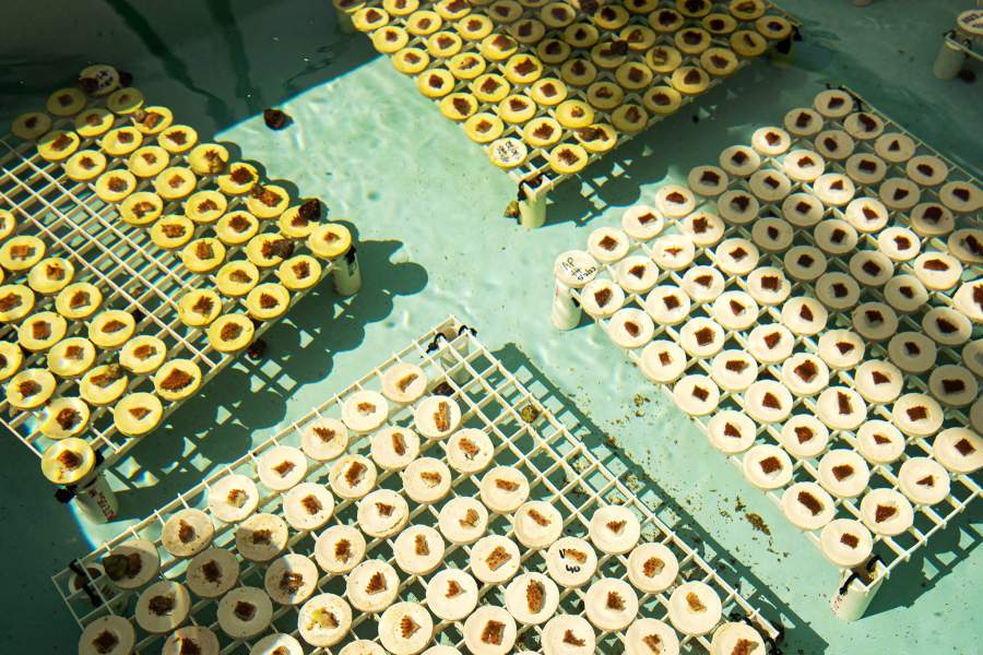 Как сохраняют и восстанавливают коралловые рифы