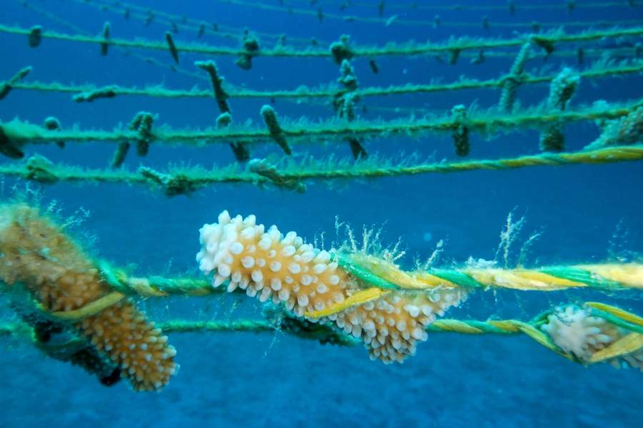 Вырастить коралл. Выращивать кораллы опыты дома. Как вырастить коралл. Выращивание кораллов. Искусственные кораллы.