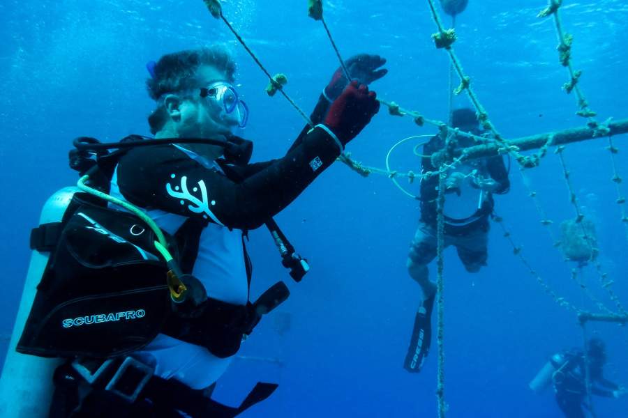 Как сохраняют и восстанавливают коралловые рифы