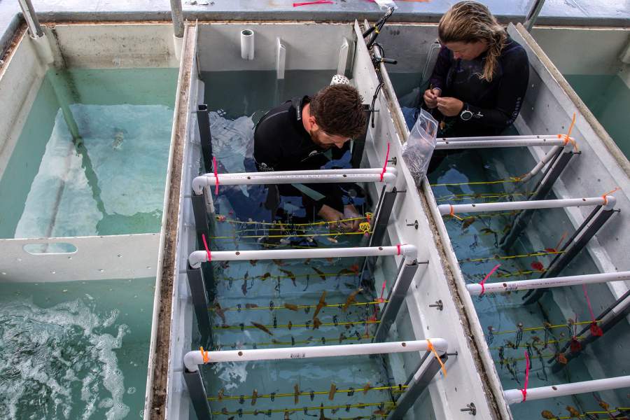 Как сохраняют и восстанавливают коралловые рифы