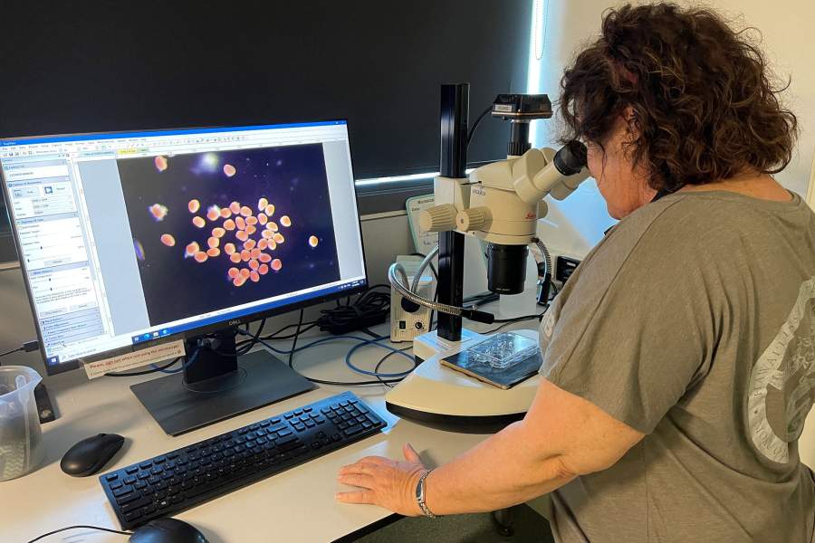 Как сохраняют и восстанавливают коралловые рифы