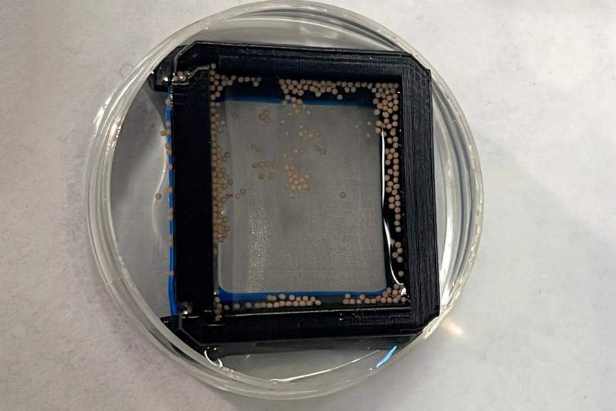 Как сохраняют и восстанавливают коралловые рифы