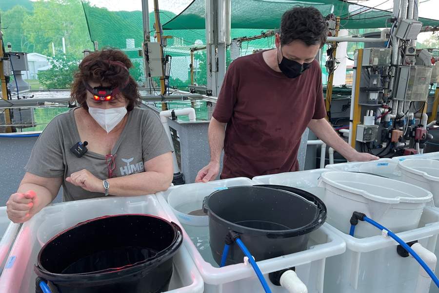 Как сохраняют и восстанавливают коралловые рифы