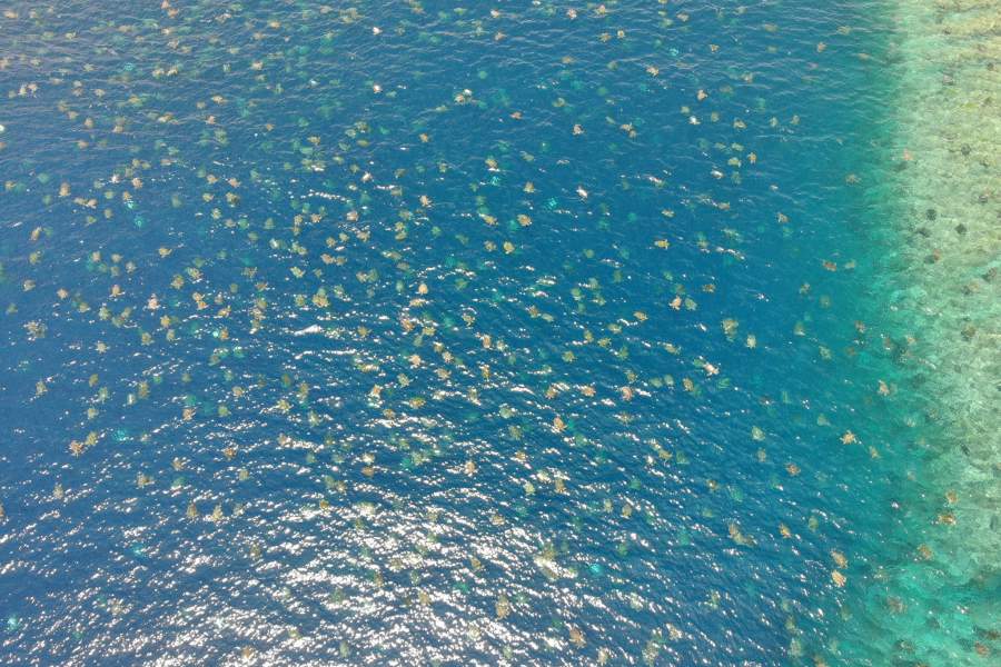 Как сохраняют и восстанавливают коралловые рифы