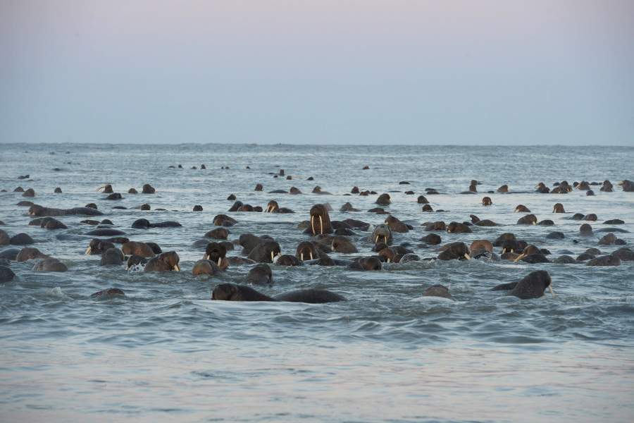 Моржовый патруль