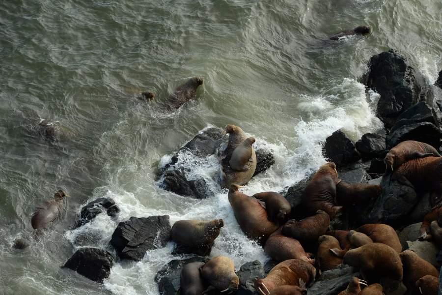 Моржовый патруль