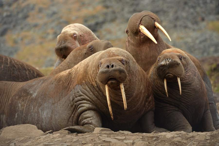 Моржовый патруль